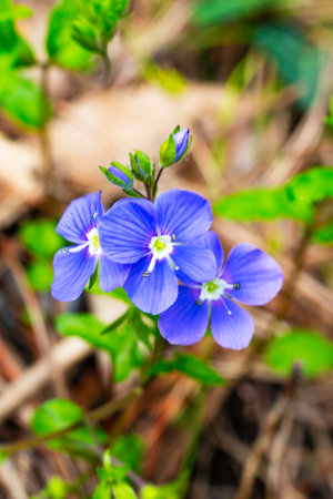 Closeup on the brlliant blue flowers of germander speedwell, Veronica chamaedrys springの写真素材