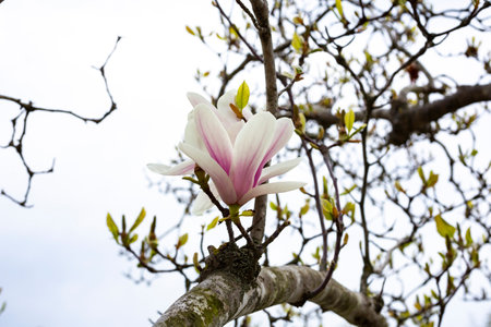 Tulip-Magnolia, Magnolia x soulangeana Lennei, during flowering. Springの写真素材