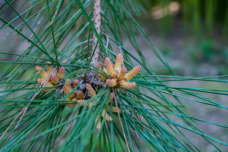 Pinus sylvestris Scotch pine European red pine Scots pine or Baltic pine closeup macro selective...