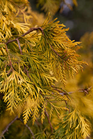 golden thuja grow macro, selective focus of Thuja shrub leaves, natural golden leafy background or...
