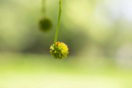plant background. the fruit bowl American white maple closeupの写真素材