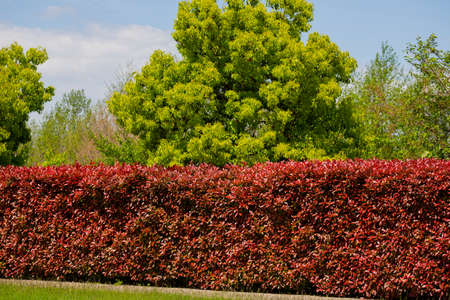 Close up BERBERIS thunbergii f. atropurpurea 'Rose Glow' hedging. New red shoots with deep purple leaves.の写真素材