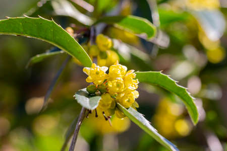 Japanese barberry. Yellow flowers. Berberis thunbergii. Flowering of Thunbergs barberry. Group of beautiful small yellow petal flowers in bloomの写真素材