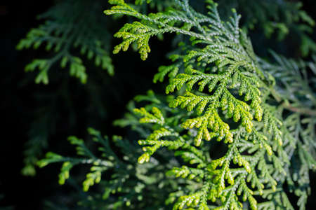 Closeup fresh green christmas leaves, branches of thuja trees on green background. Thuya twig occidentalis, evergreen coniferous tree. Chinese thuja. Conifer cedar thuja leaf green textureの写真素材
