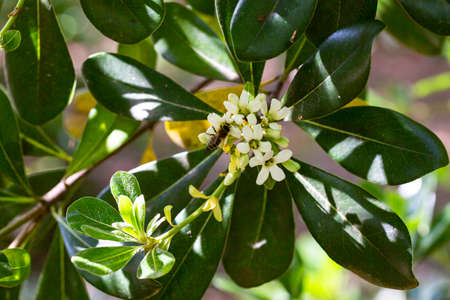 blossoms of ornamental plant, PITTOSPORUM TOBIRA small white flowersの写真素材