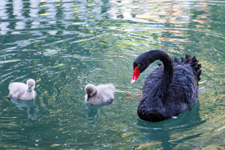Black swan with chicks on the lake on a sunny spring dayの写真素材