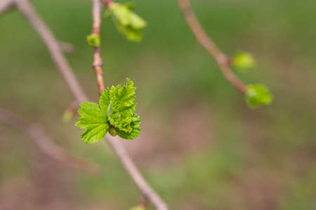 tree branch, the first leave in spring. buds in the trees bloom on a blurry background, selective focusの写真素材