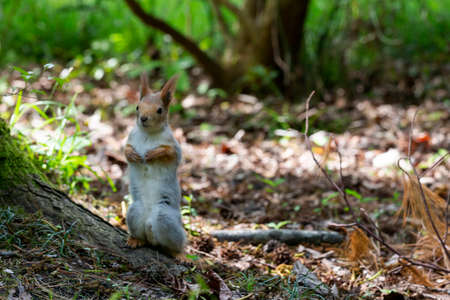 Squirrel close-up among autumn foliage in the forestの写真素材