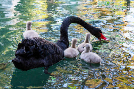 Adult black swans with chicks on the lake on a sunny spring dayの写真素材