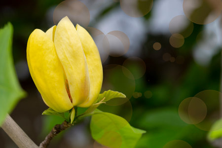 Blossoming yellow magnolia flower in the garden - brooklynensis Yellow Bird or Yellow lily tree, macro image, natural seasonal floral backgroundの写真素材