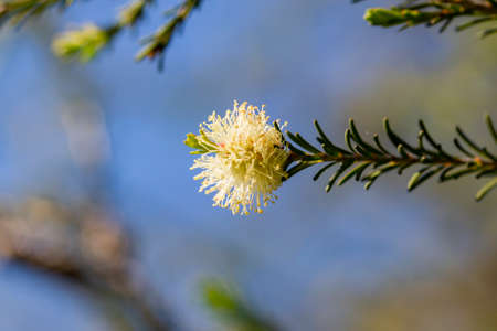 Tea-Tree Narrow-leaved Paperbark fluffy flower on a tree branch in the garden