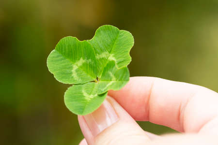 Four-leaf clover in a woman's hand, close-up, selective focus. The concept is luck.の写真素材