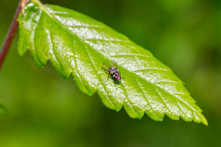 A beautiful bottle green fly or blow fly sitting on a leaf. They belong to Lucilia genera.