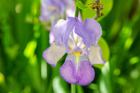 Closeup of a purple Iris on a background of green grass on a sunny summer dayの写真素材