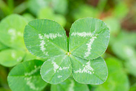 four leaf clover on green shamrock background, selective focus