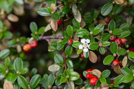 Cotoneaster salicifolius scarlet leader flowers with green foliage horizontal, dogwood flowers,...