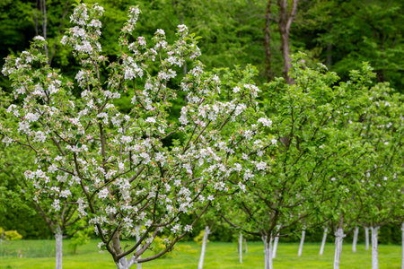 Apple garden, blossom on tree. Flowering orchard in spring time. seasonal background. Flowering...