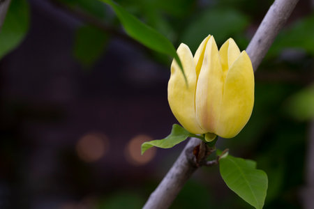 The Blossoming of magnolia yellow flowers in a spring garden, natural seasonal floral background with copyspace.の写真素材