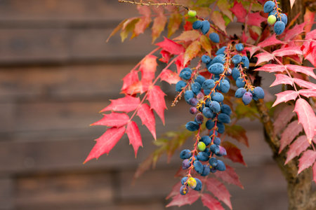 Mahonia aquifolium Oregon-grape or Oregon grape , blue fruits and green and red leaves in autumn.の写真素材