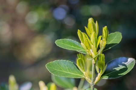 a tree branch, the first leaves in spring. buds in the trees bloomの写真素材