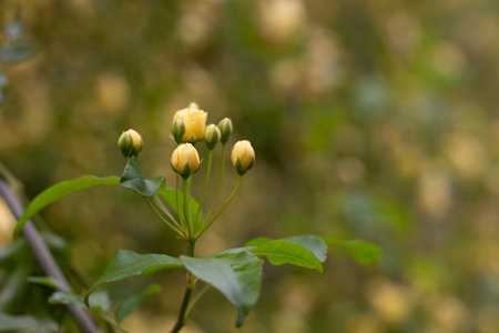 Small yellow roses Rosa banksiae illuminated by the sun in the garden selective focus, floral backgroundの写真素材