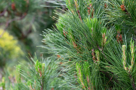Pinus radiata blooming in forest springtime selective focus, natural background