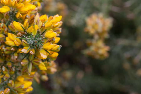 Ulex europaeus. Branches of the gorse bush with its yellow inflorescences, selective focus
