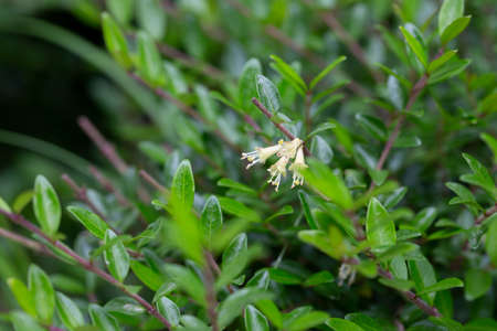 Box-leaved honeysuckle branch - Latin name - Lonicera ligustrina var. pileata Lonicera pileata