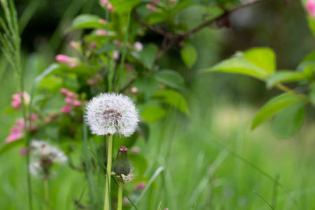 Closed Bud of a dandelion. Dandelion white flowers in green grass. high quality photoの写真素材