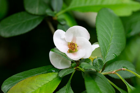 Close up many delicate white blossoms of white Chaenomeles japonica shrub, commonly known as Japanese or Maule's quince in a sunny spring garden, beautiful Japanese blossoms floral background, sakuraの写真素材