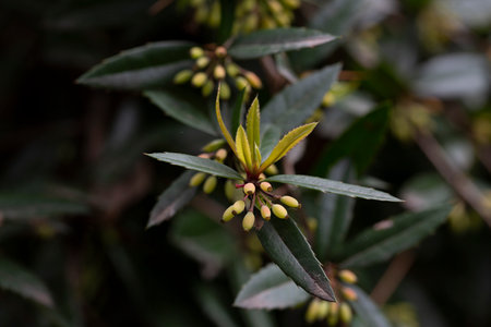 Barberry Berberis vulgaris branch with non ripe green berries on natural green background.の写真素材