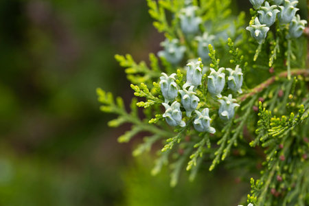 Amazing blue seeds of thuja tree Platycladus orientalis. Platycladus orientalis also known as Chinese thuja or Oriental arborvitae . selective focus. Interesting nature concept for background designの写真素材