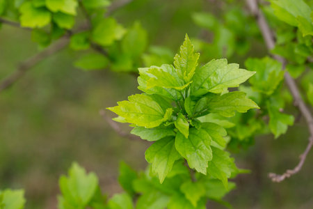 Nature of green leaf in garden at summer. Natural leaves green plants using as spring background...