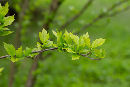 Nature of green leaf in garden at summer. Natural leaves green plants using as spring background...