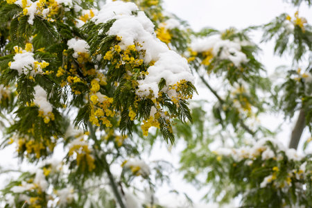 Delicate mimosa flowers on a bush covered with melting snow after a snowfall. The concept of a...