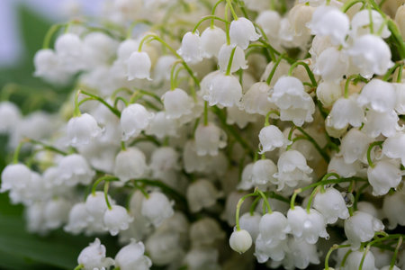 Lily of the valley flowers. Natural background with blooming lilies of the valley. High resolution photo. selective focus.の写真素材
