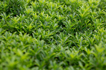 Young Sprout Springtime. spring green leaves on a bush. A shrub branch on a blurry green background,...