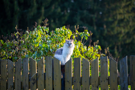 Fluffy beautiful is sitting on a wooden fence on a summer day in the evening.の写真素材