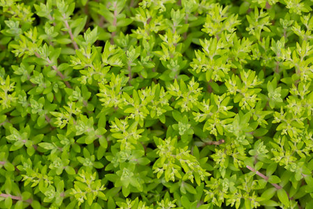 Sedum sarmentosum, known as stringy stonecrop, gold moss stonecrop, and graveyard moss, in spring...