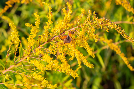 A Lycaena phlaeas, the small copper, or common copper butterfly collecting pollen from a yellow flowered plant Summer and spring backgroundの写真素材