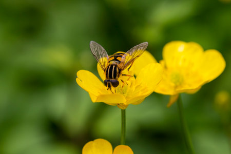 a close up of a fly on the edge of a buttercup flower