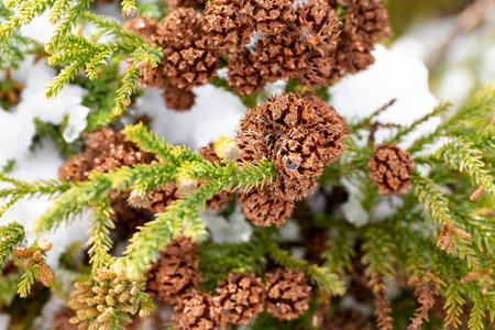 cypress cones seeds branches thuja cones needles seeds and snow, winter, natural coniferous...
