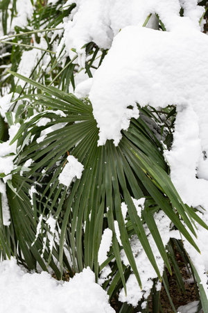 Palm trees under snow in unusually cold weather The concept of a sharp cold snapの写真素材