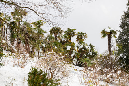Palm trees under snow in unusually cold weather The concept of a sharp cold snapの写真素材