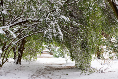 Green leaved tree branch bent under the weight of summer snow. clear sunny day. Weather and meteorological anomalies. global climate change.の写真素材
