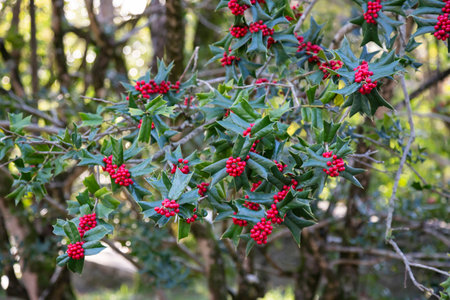Ilex aquifolia Interior decoration for Christmas. Green Bush with red berries selective focus