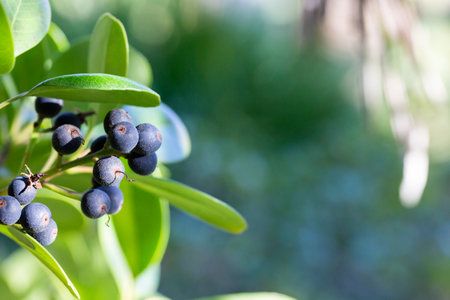 Fruit-bearing Rhaphiolepis indica. Evergreen shrub, multi-stemmed dwarf tree. The fruit is dark...