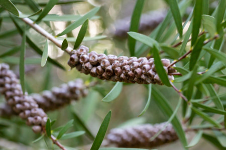fruits are a plant in the myrtle family myrtaceae, and is endemic to eastern Australia. callistemon rigidusの写真素材