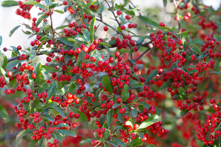 Bokeh background of A Brilliant Red Chokeberry Aronia arbutifolia bursting with red berries...