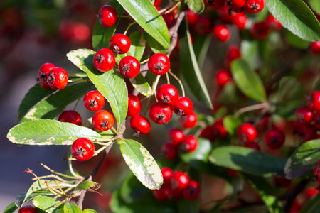 Bokeh background of A Brilliant Red Chokeberry Aronia arbutifolia bursting with red berries...